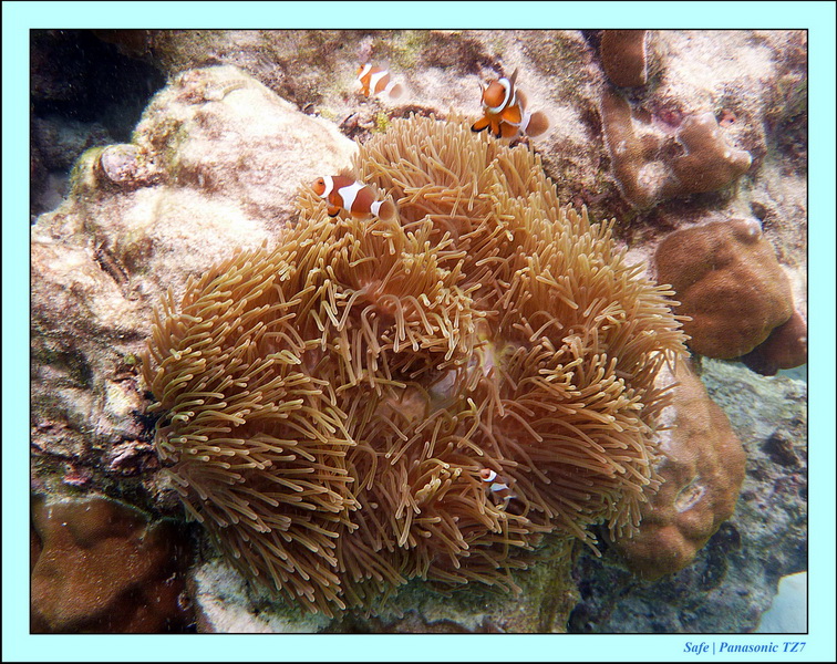 2011 - 07 - Koh Lipe 72